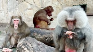 Виноградом Люсе на пузо 😆 Фу или не фу? Пока макака Рита кинулась к нам, Шурик украл у нее мясо!