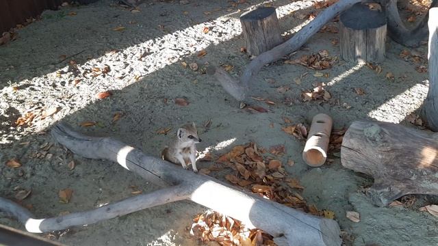 Желтый мангуст в зоопарке