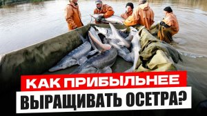 Черная Икра или Товарное ВЫРАЩИВАНИЕ? Как ВЫГОДНЕЕ Выращивать Осетра на Рыбной Ферме УЗВ