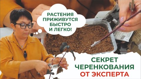 Черенки всем на зависть! Вегетативное размножение декоративных кустарников