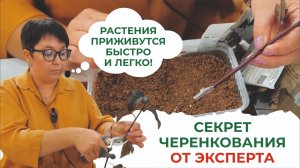Черенки всем на зависть! Вегетативное размножение декоративных кустарников