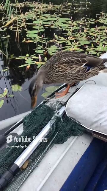 Ленобласть. Хвойное. 21.07.2024. Часть 94. Утята_ Ну рассыпал еду за завтраком, и как ее достать