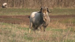 Истёк срок для маркировки коз и овец