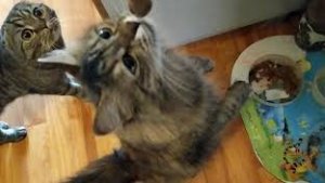 Рыбалка со Льда. Ездил в ночь,Рыба на карантине,но Кошки довольны