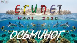 Египет. Красное море. Осьминог.