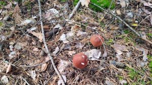 СОБИРАЕМ ГРИБЫ .СЕНТЯБРЬ МЕСЯЦ