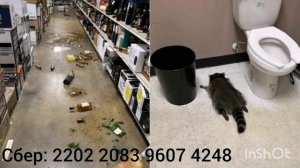 В США Енот набухался и ушол от ответственности.