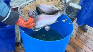 Запуск форели