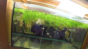 Данио с нереста. Отобрал сто неонов на производ