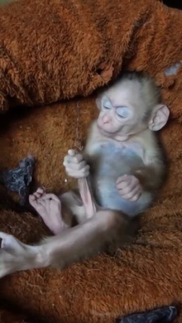 Мартышка смотреть онлайн