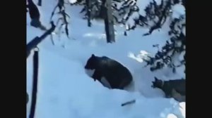 Опасная охота на медведя в берлоге , жесть