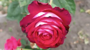 Роза винного цвета и с насыщенным ароматом.