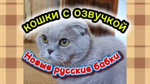 КОШКИ С ОЗВУЧКОЙ. Новые русские бабки