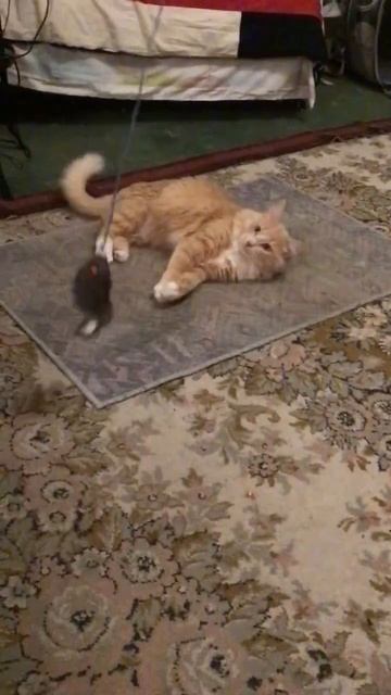 Санкт-Петербург. 05.12.2025. Сегодня день Рыжих. Поздравляем котёнка Персика. Эпизод 2