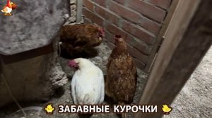 Забавные курочки несушки на сельском подворье 🤗😂😜 (41)