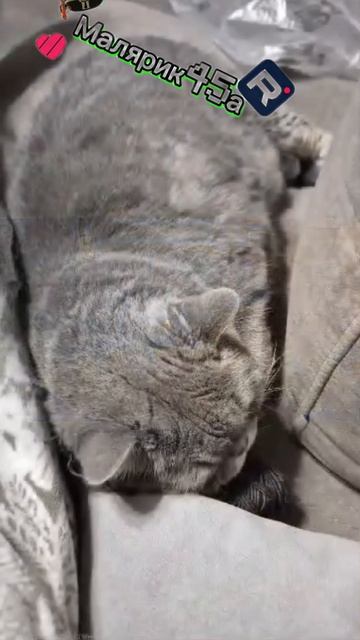 коты знаменитости смотреть онлайн