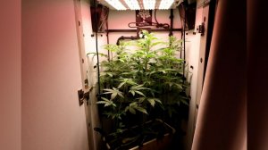 Квартирный растениевод