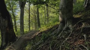 Густой лес в разрешении 4K - 8 часов НЕПРЕРЫВНОГО пения птиц - Пение малиновок и черных дроздов - Ра