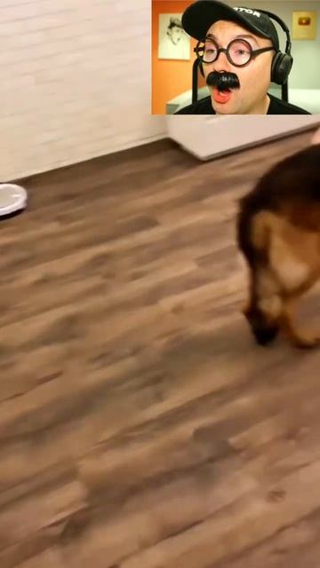 Прятки с собакой смотреть онлайн