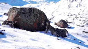 Снежный барс в Сайлюгемском нацпарке