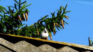 Трясогузка на крыше