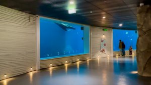 Московский зоопарк. Дикие животные на старой территории зоопарка. Часть 3. Эпизод 90