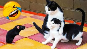 СМЕШНО ДО СЛЕЗ 😹😍 СМЕШНЫЕ КОТЫ, ЛУЧШИЕ ПРИКОЛЫ С КОТАМИ, СОБАКАМИ КОШКИ,СОБАКИ , ЖИВОТНЫЕ 🥰
