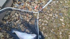 Основной водоём. Донка. На резину.