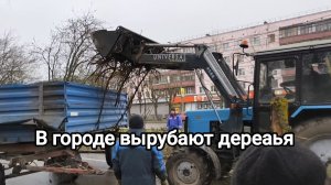 вырубают деревья в городе. Огненно рыжая с голубыми глазами 🔥🔥🔥
