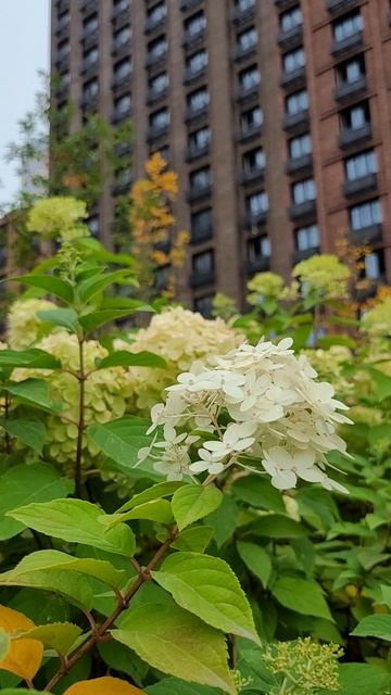 Сквер-парк в ЖК «Дмитровское небо» смотреть онлайн