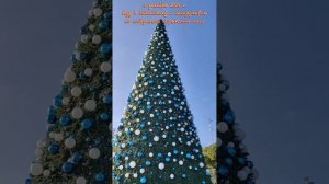 5 декабря 2025 г.Пошла в библиотеку и обнаружила на набережной новогодние елки #ялта #ялта2025 #елка