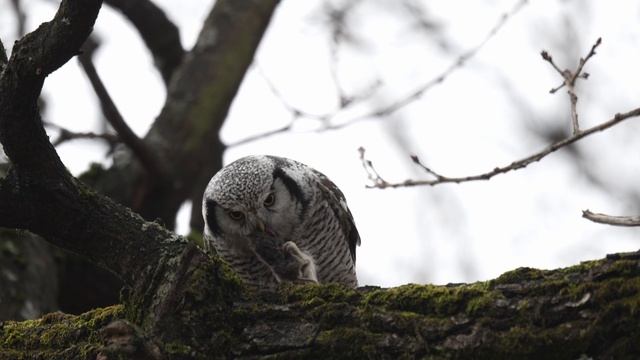 Трапеза совы