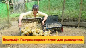 Ферма Бушкрафт в Пханге. Вьетнам.  Покупка поросят и утят для разведения.