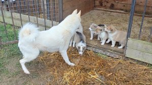 Пять вольеров заняты