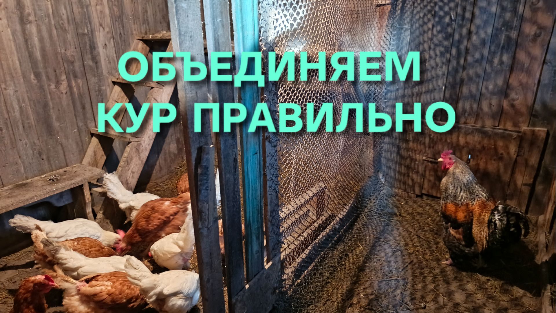 Как объединить молодых кур со старыми правильно чтобы не было расклева