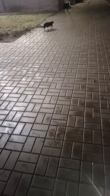 Две бездомных животины. Дождь. Живот и лапы в глине.