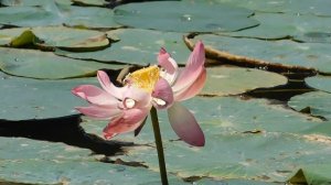 ВИДЕО  ПВН  ББ   (487)