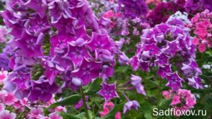 Мой новый сорт Веселый Барашек