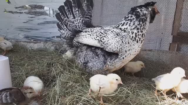 Клушка с цыплятами.