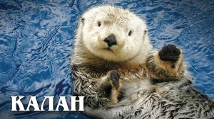 Калан: Большая и Умная Морская выдра | Интересные факты про морскую выдру