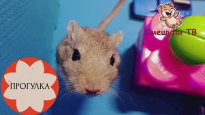 ПРОБЕЖКА ПО ЛАБИРИНТУ ХОМЯКА- ПЕСЧАНКИ!