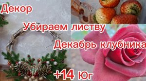 05-12-2025 Живём на юге//Декор новый год//Декабрь с клубникой//Розы//Пришло тепло//Сад//Придомовая//
