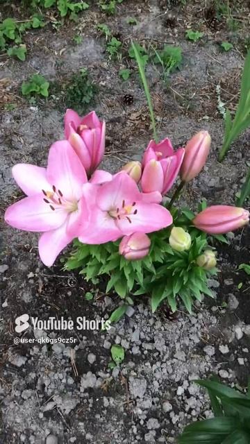 Ленобласть. Хвойное. 21.07.2024. Цветы на даче. Лилия густомахровая нестези Эпизод 3