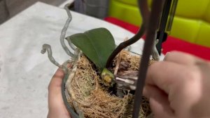 Недоброе орхидейное утро