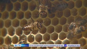 Неправильный мёд: у Россельхознадзора вызвали недоверие документы кузбасских пасечников