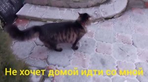 Влог:Куры, котейка моя🤗