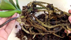 Как пересадить орхидею👍Пересадка орхидеи с гнилыми корнями.