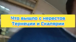 Что вышло с нерестов Тернеции и Скалярии
