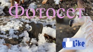 Фотосет лошадей шляйх🥰