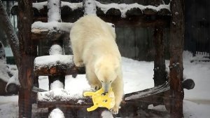 Медвежатам Белке и Стрелке "заяц" не дает покоя! С ним надо обязательно что-то сделать!